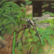 37, Janet Dyer, Dragon Fly, colored pencil