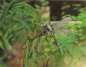 37, Janet Dyer, Dragon Fly, colored pencil