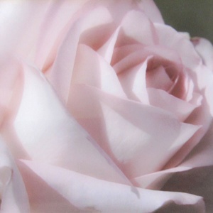 52 Lynne Parke, Museum Rose, photography