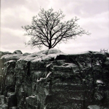 Black and white photography of a bare tree atop a rocky cliffside.