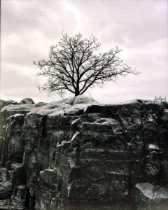 Black and white photography of a bare tree atop a rocky cliffside.