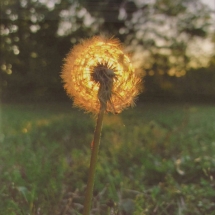 59 Joy Hayes, Dandelion, photography