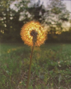 59 Joy Hayes, Dandelion, photography