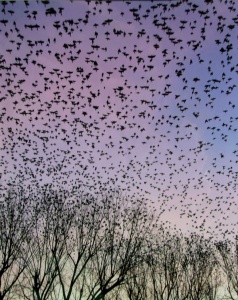61 Joy Hayes, Birds, photography