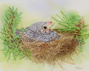 watercolor of baby bird in nest.