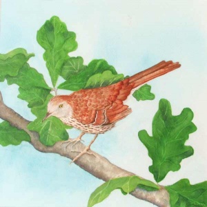 watercolor of a small brown bird on a tree branch.