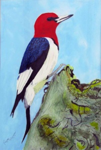 redheaded woodpecker on a treeside.