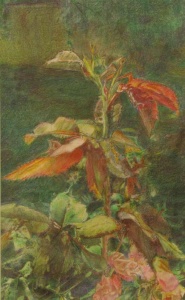 30 Lu Reeves,The Warmth of Summer, colored pencil. 30 colored-pencil drawing of plantlife.