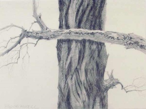 32 graphite drawing of bare tree. 32 Wil Bosbyshell, Tree Series no 4, graphite