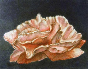 38 colored pencil drawing of a single pale rose against a black background.