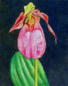 39 colored pencil drawing of a single magenta iris against a black background.