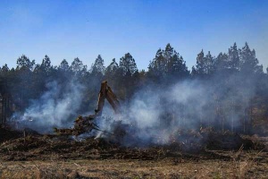 41 photography of machinery in a dirt clearing tearing down trees.