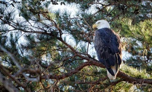 50 American Bald Eagle looks watches from above while perched on a pine tree branch.