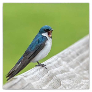 51 small blue and white bird boldly singing.