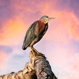 52 a heron atop a tree branch looks down on the viewer.