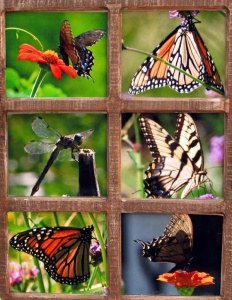 60 six square photos of five different butterflies and one dragonfly.