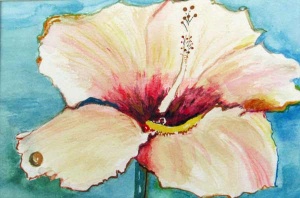 72 white and red hibiscus flower.