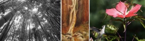 artwork in Nature Reconsidered and Trail exhibit at Southern Arts Society.