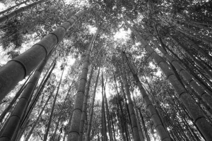 looking up into the trees in photograph by Alex Pietersen.