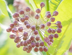 up close pink flower buds in photography by Ellen Devenny.