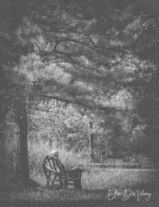 person sitting in a wooden chair under an old tree in black and white photography by Ellen Devenny.