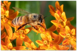 up close honey bee gathering pollen in photography by Ellen Devenny.