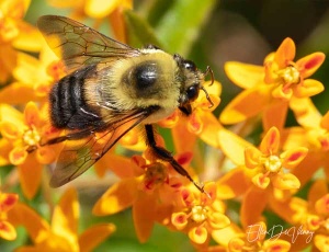 up close bumble bee gathering pollen in photography by Ellen Devenny.
