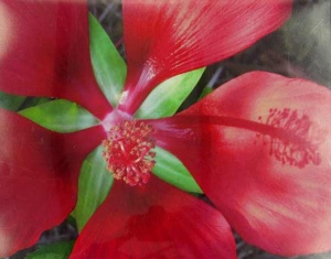 up close red flower in photography by Kathy Livermore.