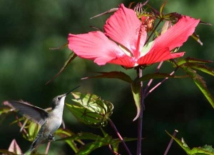 hummingbird approaching red flower in photography by Patricia Petersen.