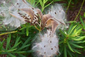 up close fluffy milkweed plant in photography by Patricia Petersen.