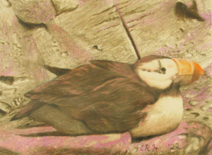 A horned puffin bird resting.