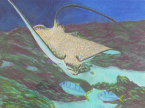 A spotted stingray swimming downward towards fish.