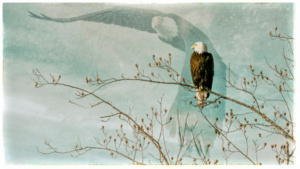 An American bald eagle sitting on a branch against a pale vision of the eagle in flight.