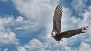 An American bald eagle soaring against a blue sky and clouds.