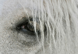 Close up view of the dark-rimmed eye of a white horse.