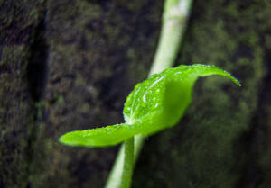 close up of a vibrant dew-covered green leaf against a dark background