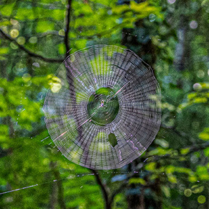 a large spider web against a dark green wooded background