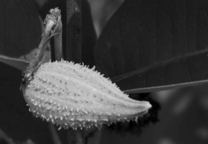 black and white close up of a dewy bud balanced horizontally on its stem