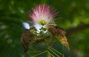a pink and white spikey flower with light shining from behind