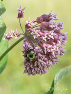 a bumble bee gathering pollen from a cluster of pink milkweed flowers