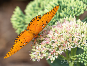 close up of an orange butterfly on a milkweed flower cluster.