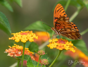 close up of an orange butterfly choosong bewteen 2 yellow flowers