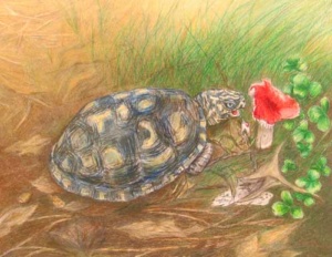 rendering of a box turle taking a bite out of a red mushroom.