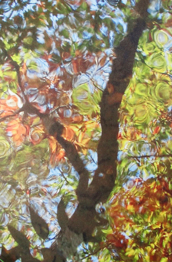 Primsmatic-looking photograph looking up into a tree with green and orange leaves.