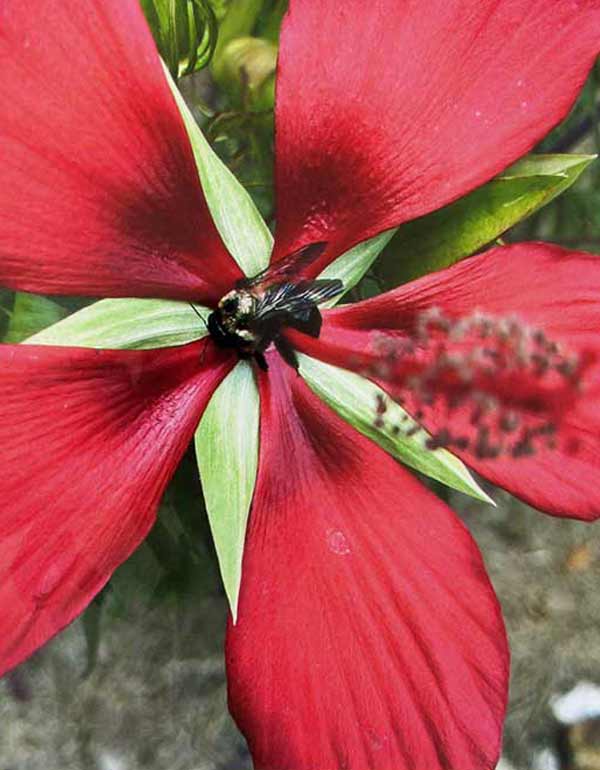 color photo of a bee feeding in a large red flower