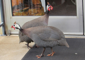 two speckled guinea flowl in front of the art center door