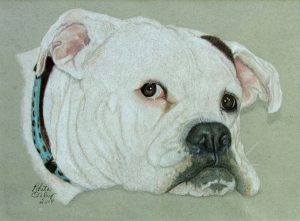 bulldog rendered in colored pencil