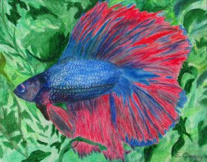 fish rendered in colored pencil