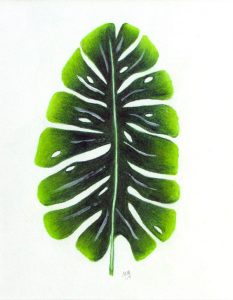 leaf rendered in colored pencil