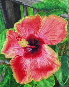 hibiscus flower rendered in colored pencil